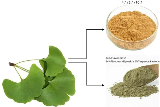 Ginko Biloba Extract Bulk Powder