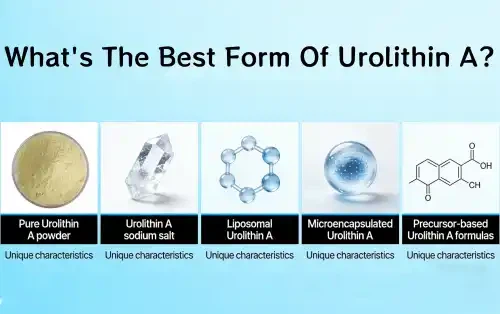 Was ist die beste Form von Urolithin A?